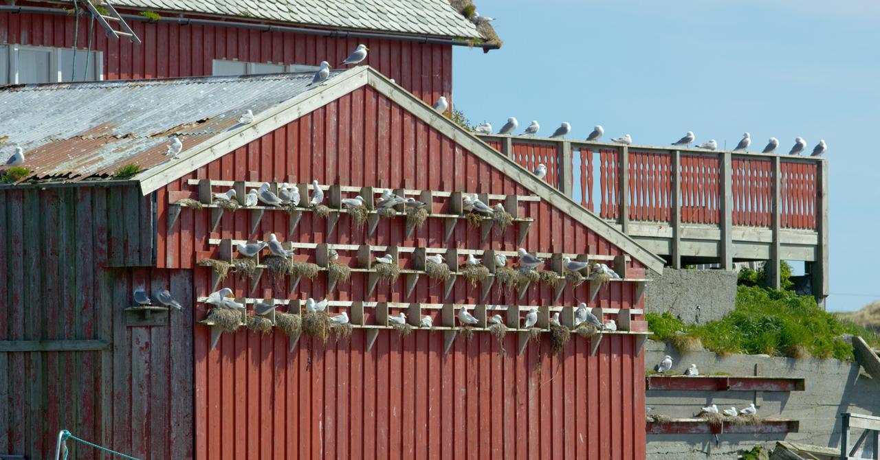 Fiskarheimen Havly, Rost Hotel Bagian luar foto